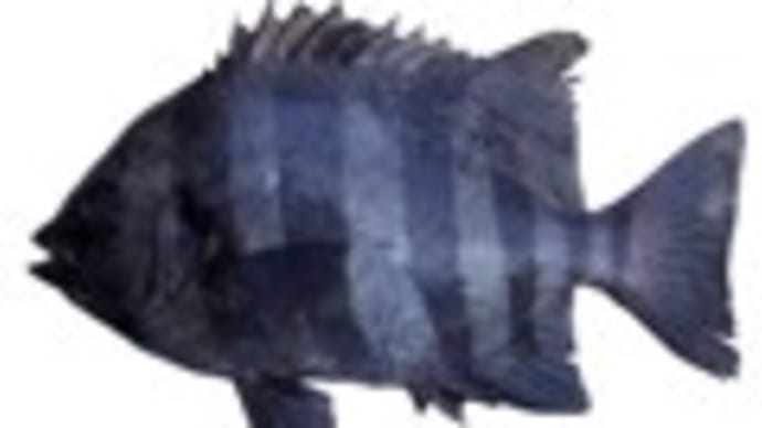 イシダイ