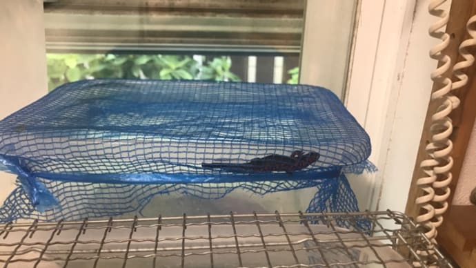 アカハライモリの部屋作り と おまけにカメたち