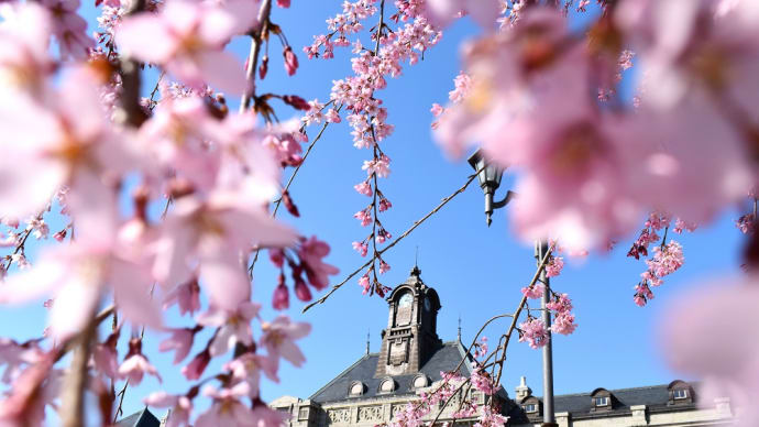 春の空、しだれ桜と時計塔。