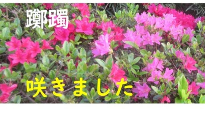 躑躅(つつじ)@満開に近づいてきましたよ!!やっぱ良いね(^^♪
