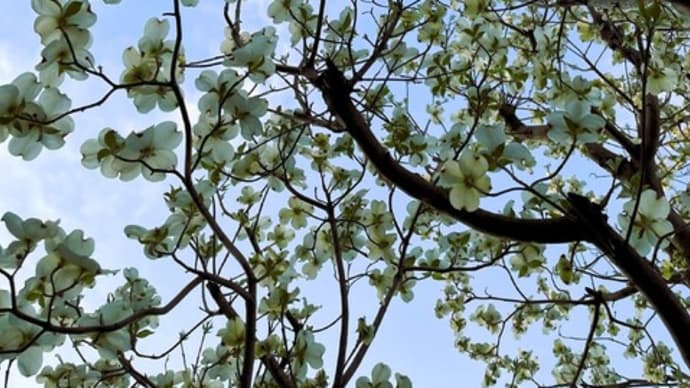もう旬が過ぎた花水木・・♡🌳✨