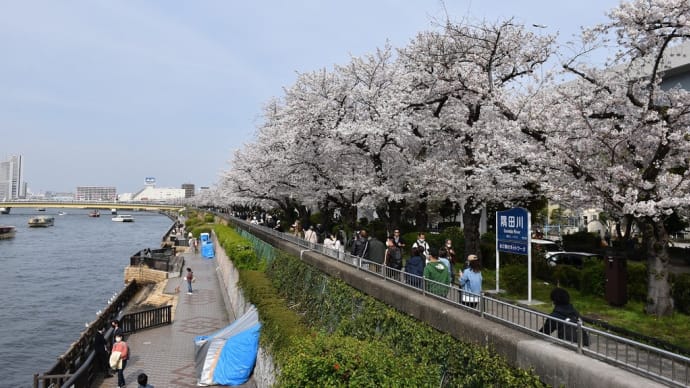 さくら狩り 東京都墨田区 隅田公園(4)墨堤通りの桜とスカイツリー