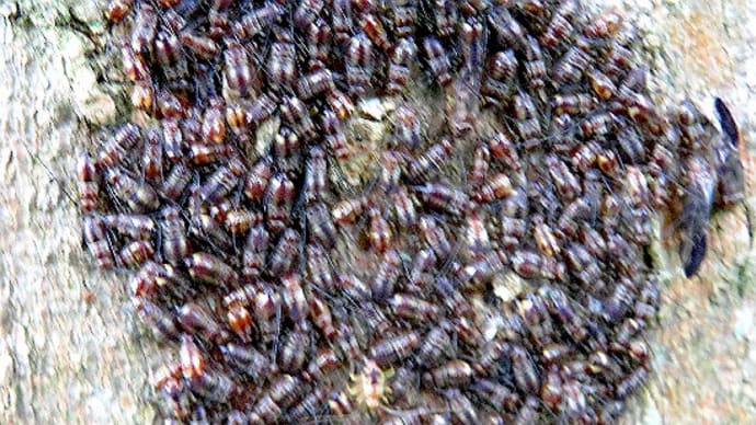 虫の観察 クモ目編 蜘蛛の子を散らすの言葉を実感した。