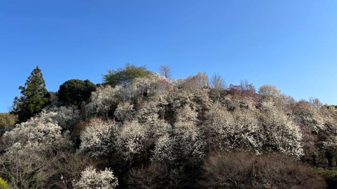 木蓮の山を見てきました