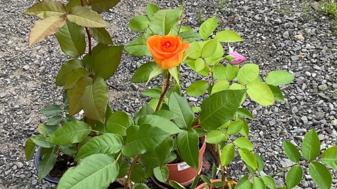 薔薇が咲いた!