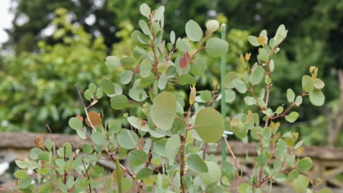 蘇ったポポラスと怠け根性? それから茗荷とバジルと大葉と赤紫蘇