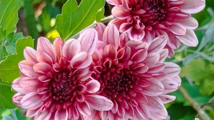 シルバーリーフにも似合う可愛い小菊*挿し芽のこと