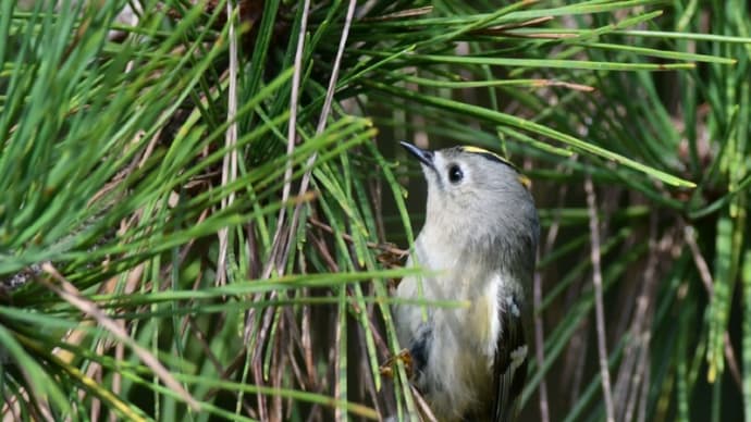 粟島の野鳥たち キクイタダキ