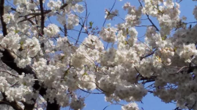 染井吉野と薄墨桜