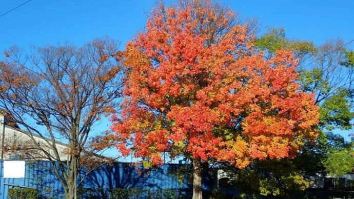 この時が紅葉のピーク