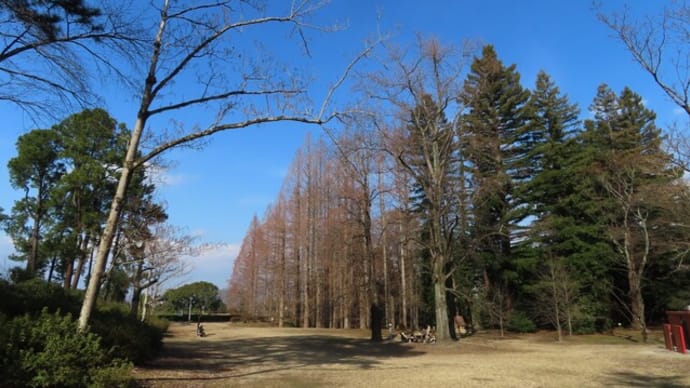 大きな木と小さい花と可愛い鳥たち~大阪公立大付属植物園2023/2下旬(4)