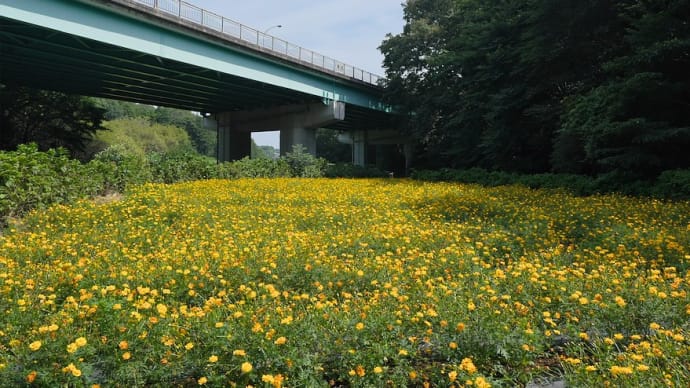 チョロっと追分市民の森