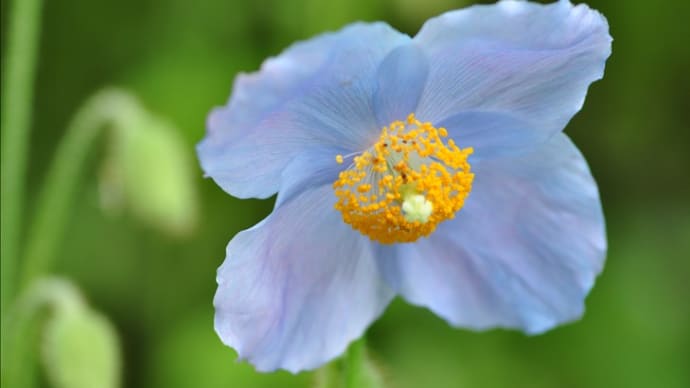 ヒマラヤの青いケシ～箱根湿性花園（回想）