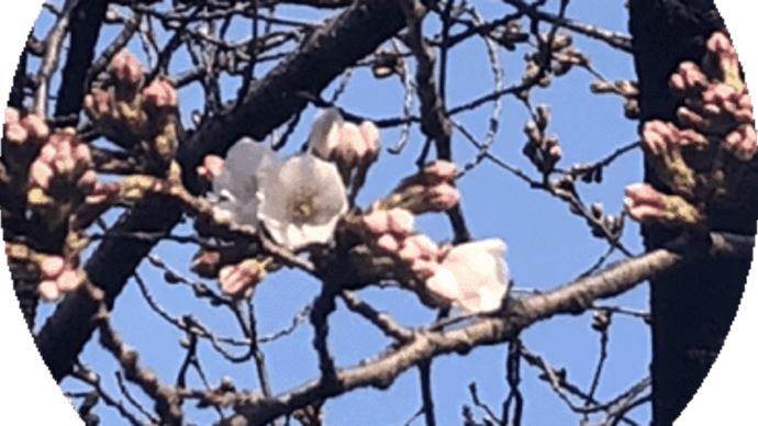 安井金毘羅宮~ソメイヨシノ開花!!