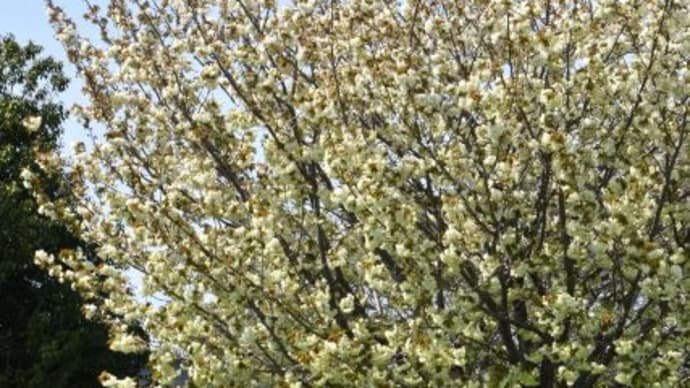 舎人公園　枝垂れ桜が咲いています　　　12