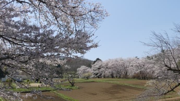 春の里山２０２２　～秩父市長瀞の桜～