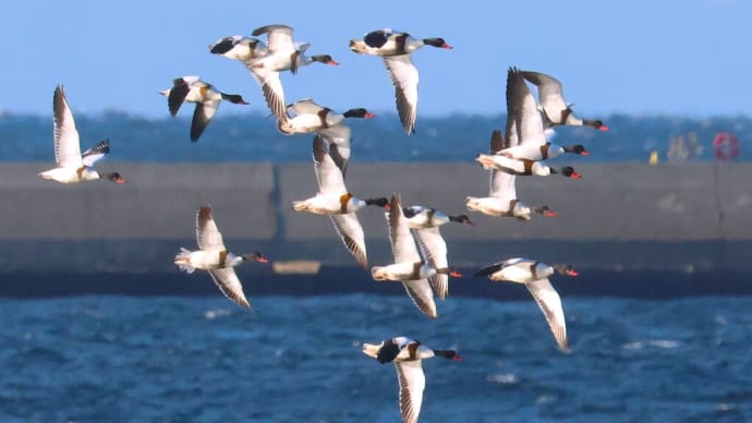 ツクシガモ ・・・ 1月4日 野鳥園で