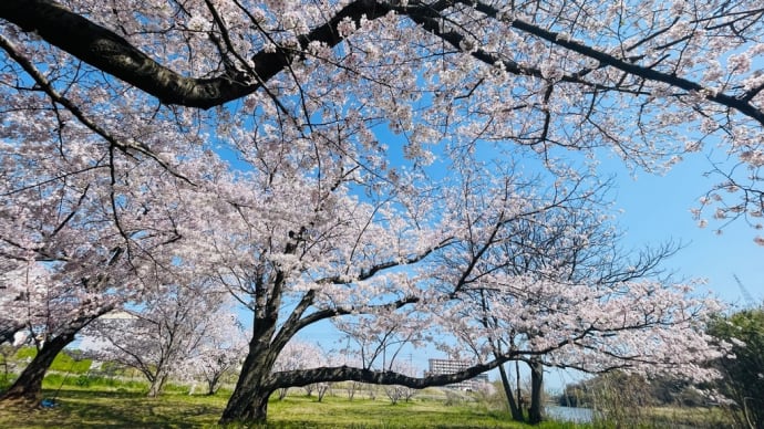 お花見ですな