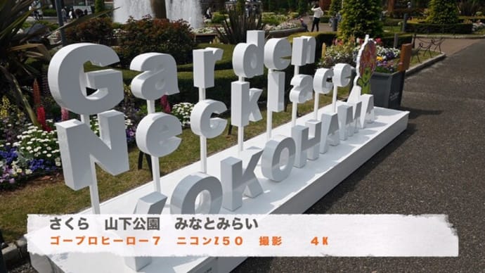 桜 横浜みなとみらい 港のみえる丘公園
