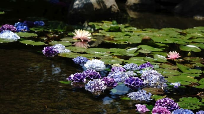 森の中の小川に沿って散策・・・水に浮かぶ紫陽花の美しさに感動!