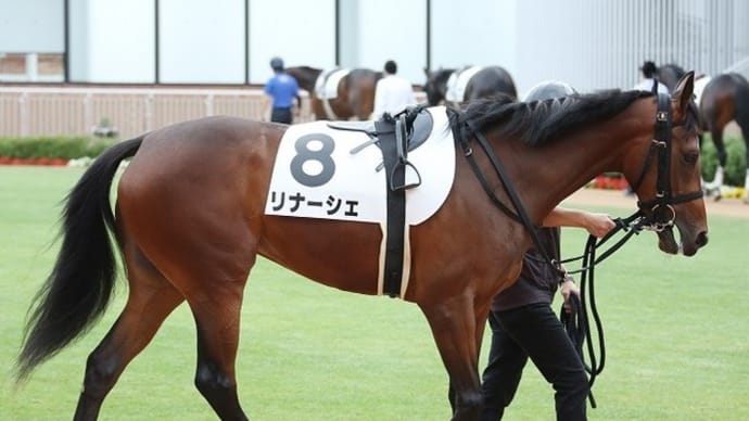 【リナーシェ】落ち着きがあり、走りも上昇ムード!