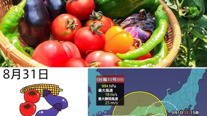 今日は野菜の日です‼️