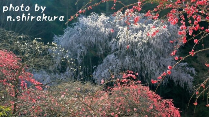 桜を友に