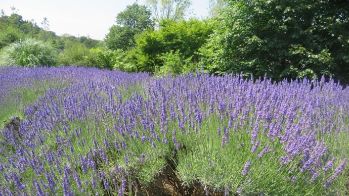 ヨーロッパではハープの女王と呼ばれ(芳香植物)、心地良い香りが特徴のラベンダー!