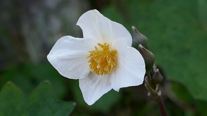 白雪芥子と鶯神楽の花