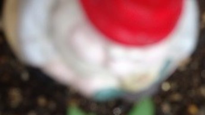 ストロベリームーン観られるかな。フウセンカズラ(風船蔓)3~5番目の芽