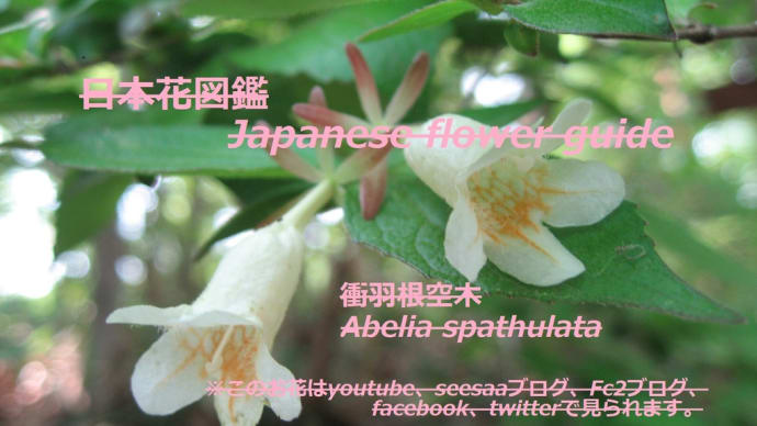 季節の花 のブログ記事一覧 69ページ目 季節の花 日本花図鑑 動スライドショーとピアノ音楽