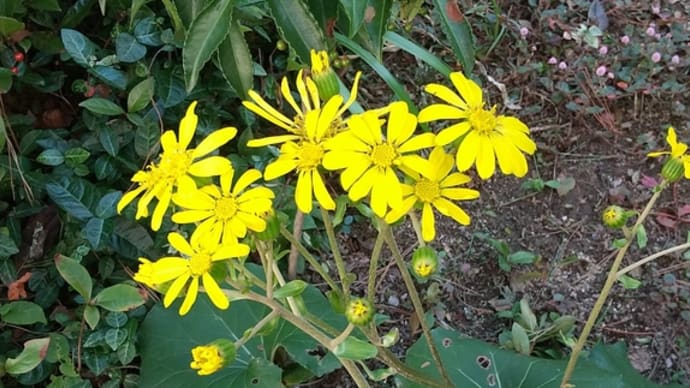 11月9日の花