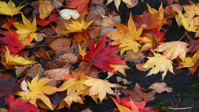 秋の紅葉、追想/北海道2-2