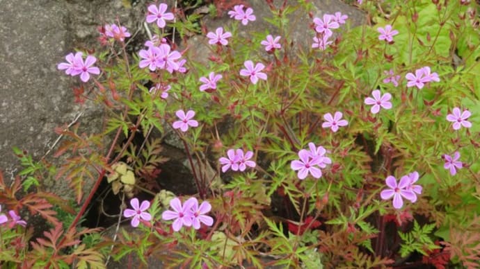 野の花々