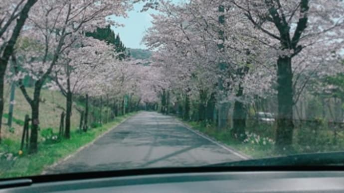 栃木県 大平山 桜祭り