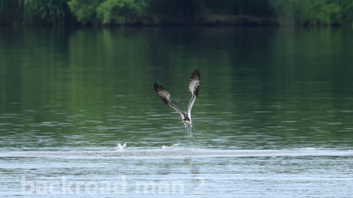 背景で変わる野鳥写真