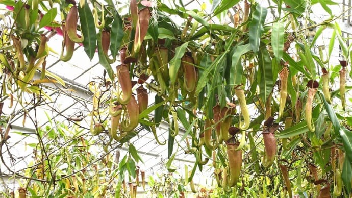 ウツボカズラ(食虫植物展) 兵庫県立フラワーセンター (加西市) 2022.07.31
