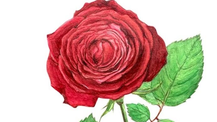 薔薇