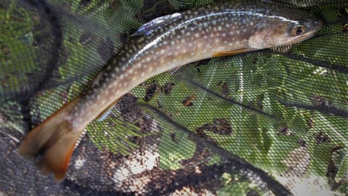 立夏のちょい釣り報告の巻