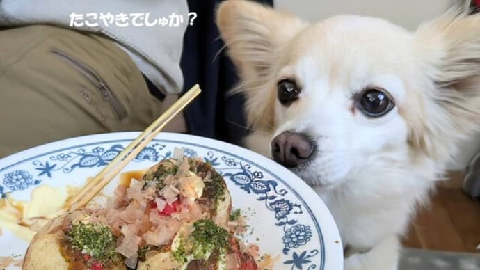 たこパと魚のアラ