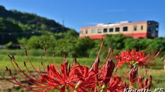 彼岸花、其の二