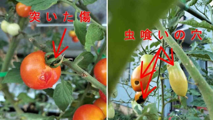 ミニトマトの被害