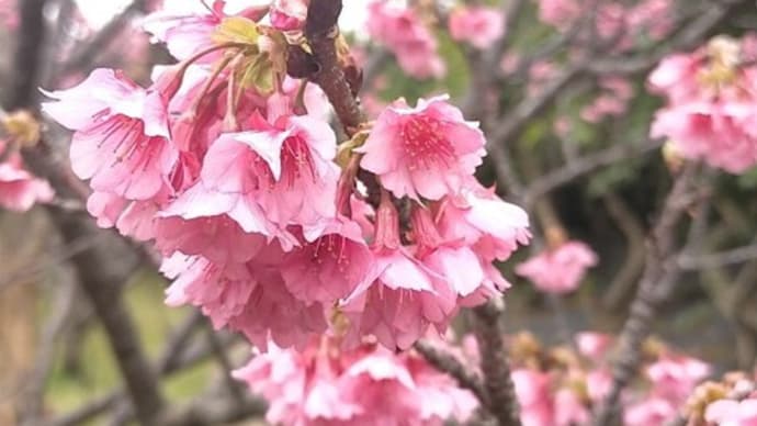 桜の撮り方