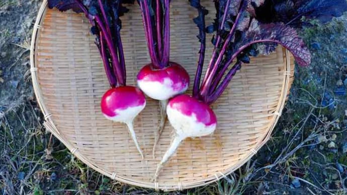 近江の伝統野菜 「守山矢島かぶら」今が旬(守山市)