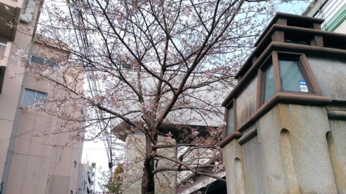 今日のシドモア桜　20170402