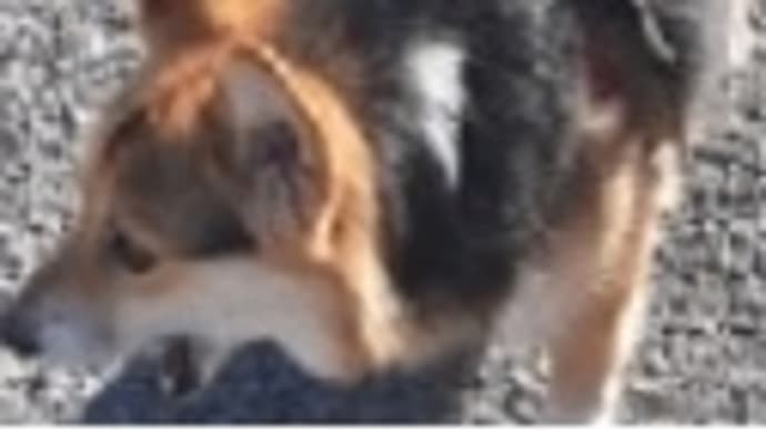 じじいとムギのおSUM歩ヴギ・・・ ブンちゃんママさワン🐕