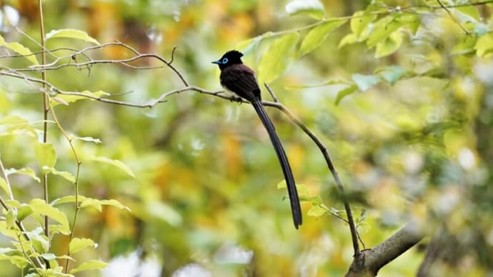 過去分 5月11日・・・・サンコウチョウ、キビタキ、コゲラ、ヤマガラ
