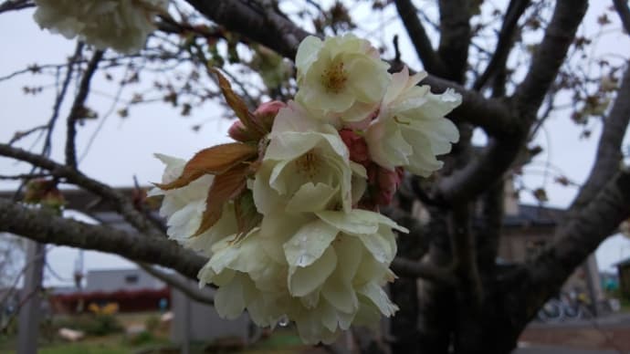 うこん桜