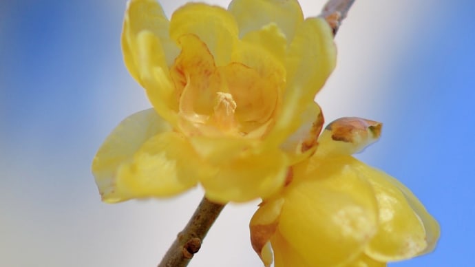 蝋梅（ロウバイ）は 香りほのか  冬の花