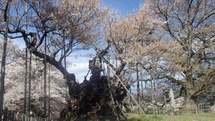 山梨県北杜市 日本三大桜の山高神代桜 眞原(さねはら)桜並木
